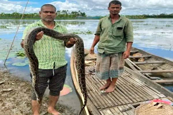 জাল থেকে উদ্ধার, হাসপাতালে নেওয়ার আগেই মারা গেল অজগর