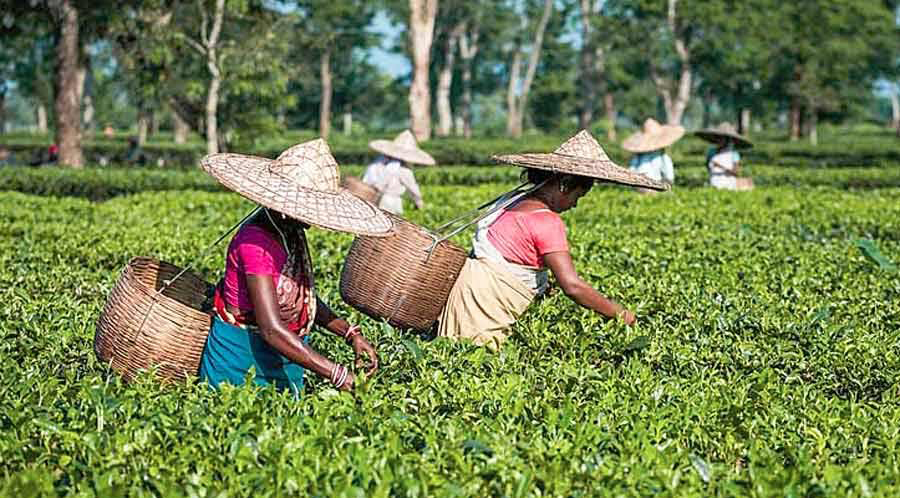 উৎপাদন খরচের চাপে চা শিল্প