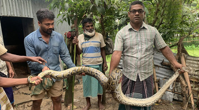 শ্রীমঙ্গল ২০ কেজি ওজনের &lsquo;নির্বিষ&rsquo; অজগর উদ্ধার