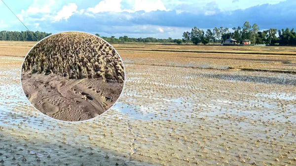 কৃষি জমিতে বালুর স্তূপ, দুশ্চিন্তায় কৃষক