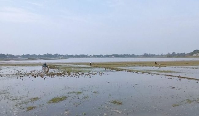 হাওরে জলাবদ্ধতায় বিলম্বিত হচ্ছে বোরো আবাদ