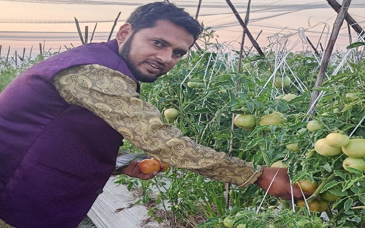 মাধবপুরে টমেটো চাষে সফল সংবাদকর্মী