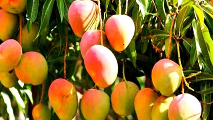 তামাবিল স্থলবন্দর দিয়ে ভারতে আম পাঠালেন প্রধান উপদেষ্টা
