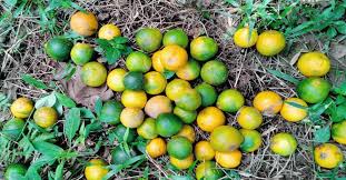জুড়ীতে কমলা চাষে সফল চাষিরা