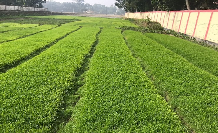 তীব্র শীত ও ঘন কুয়াশায় ব্যাহত হচ্ছে বোরো চাষ