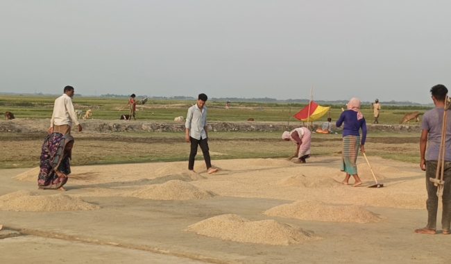 সোনালি ধানের ফলন, তবুও ভাগ্য বদল হয়না বর্গাচাষিদের
