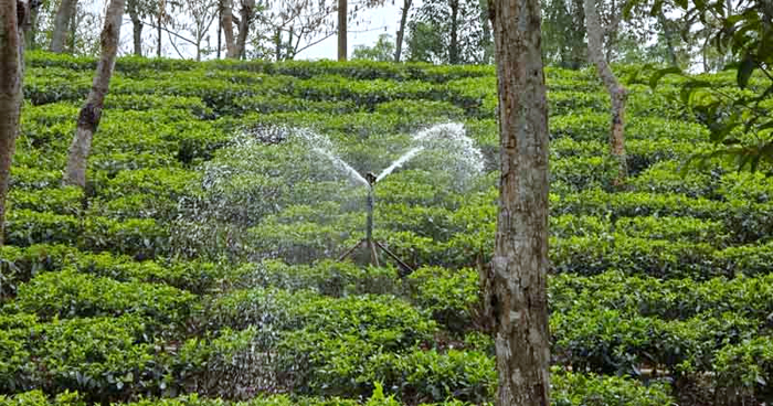 বৃষ্টিহীনতায় কুলাউড়ার ২৬ চা-বাগানে খরা, উৎপাদনে ধস