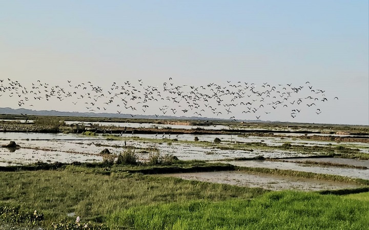 হাকালুকিতে বেড়েছে জলচর পাখির সংখ্যা