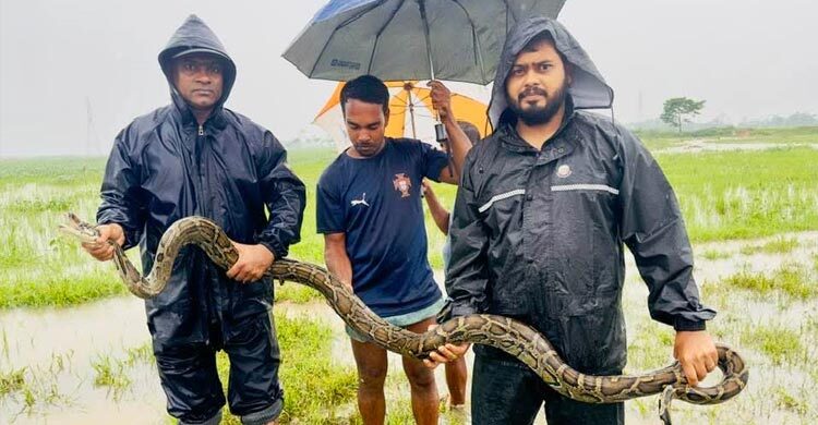 মাছ ধরার জালে উঠে এলো অজগর
