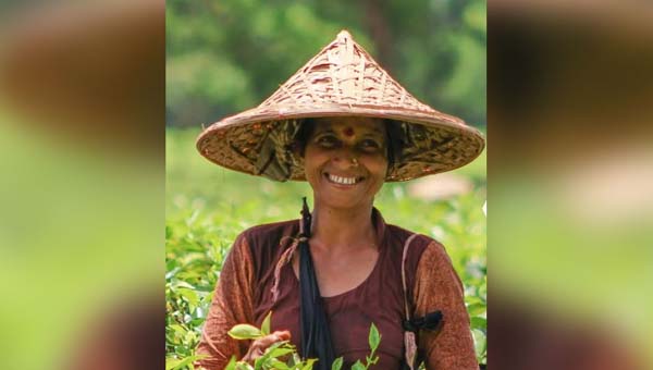 চা পাতা তুলতে বেরিয়ে আর ফেরা হলো না, ড্রেনে মিলল মীরা হাজরার মরদেহ