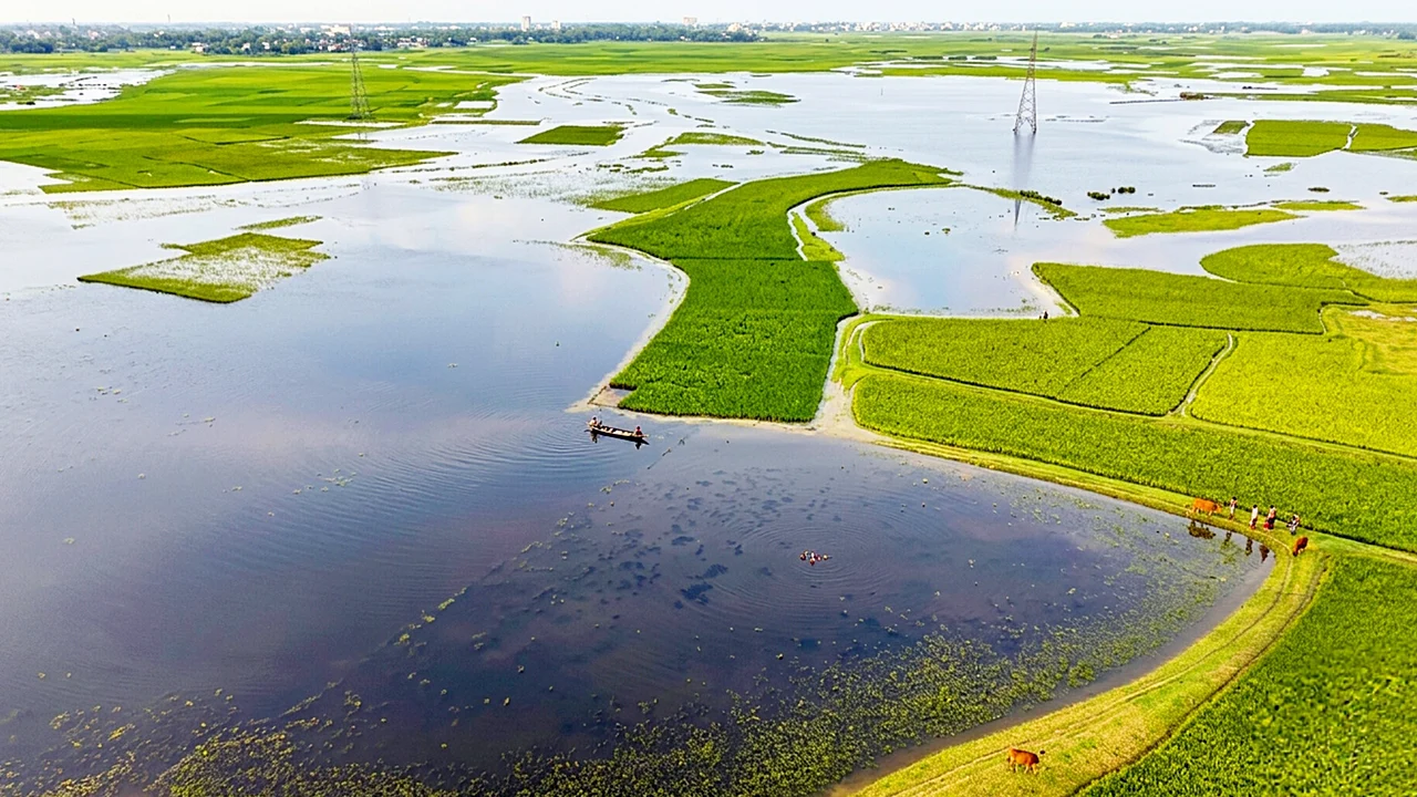 হাওরে নেই উৎসবের আমেজ, ফসল রক্ষায় ব্যস্ত কৃষকরা