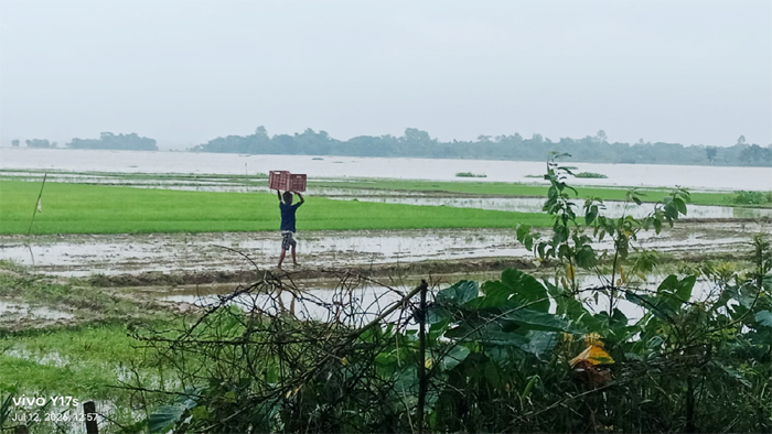 টানা বৃষ্টি ও পাহাড়ি ঢলে গোয়াইনঘাটের নিম্নাঞ্চল প্লাবিত, আমনের বীজতলা নিয়ে শঙ্কা