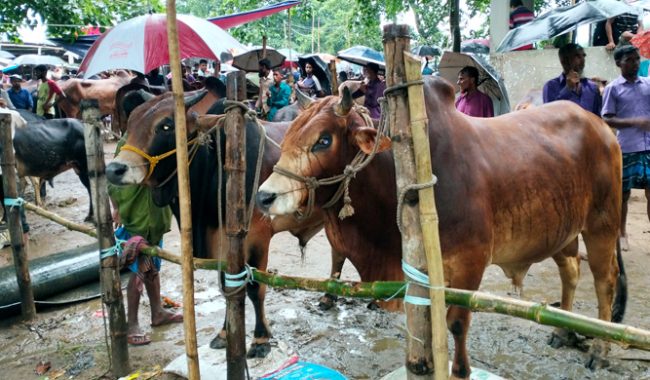 সুনামগঞ্জে পুঁজির অভাবে গড়ে উঠছে না পর্যাপ্ত গরুর খামার