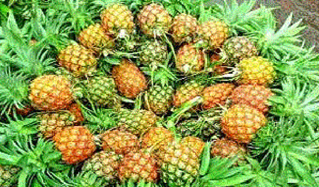 চায়ের রাজ্যে আনারসের ব্যাপক ফলন
