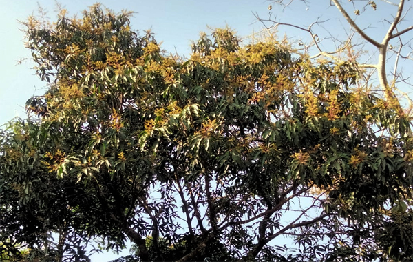 মাঘ মাসেই গাছে ঝুলছে আমের মুকুল