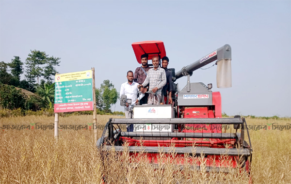 গোয়াইনঘাটে সরিষার বাম্পার ফলনে খুশি চাষিরা