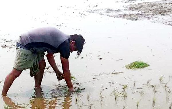 হবিগঞ্জে দেড় লাখ টন 'আউশ ধান' ফলনের আশা