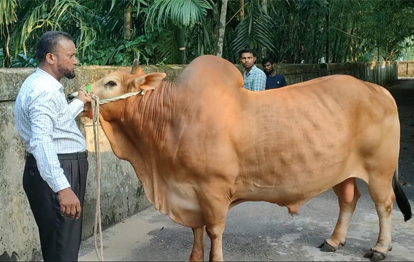 ওসমানীনগরে 'লাল টাইগারের' দাম হাঁকছে ১২ লাখ টাকা