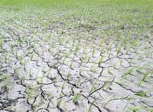 শায়েস্তাগঞ্জে বৃষ্টির জন্য হাহাকার, বিপাকে আছেন কৃষকরা