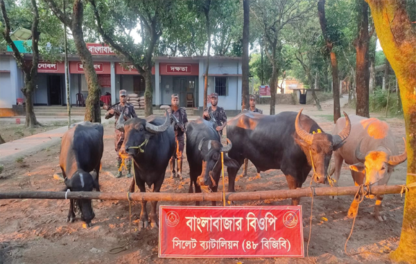 দোয়ারাবাজার সীমান্তে মহিষসহ মাছের চালান জব্ধ