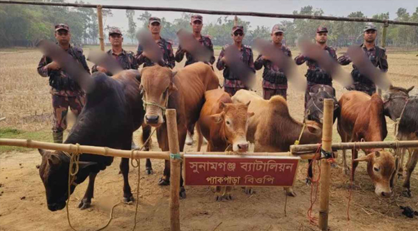 সুনামগঞ্জে ভারতীয় সাত গরু ফেলে পালিয়েছে চোরাকারবারি