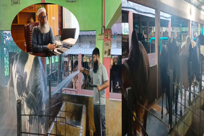 কোরবানির বাজারে চমক &lsquo;মিস্টার সিলেট&rsquo;, প্রস্তুত ৩ লাখের বেশি পশু