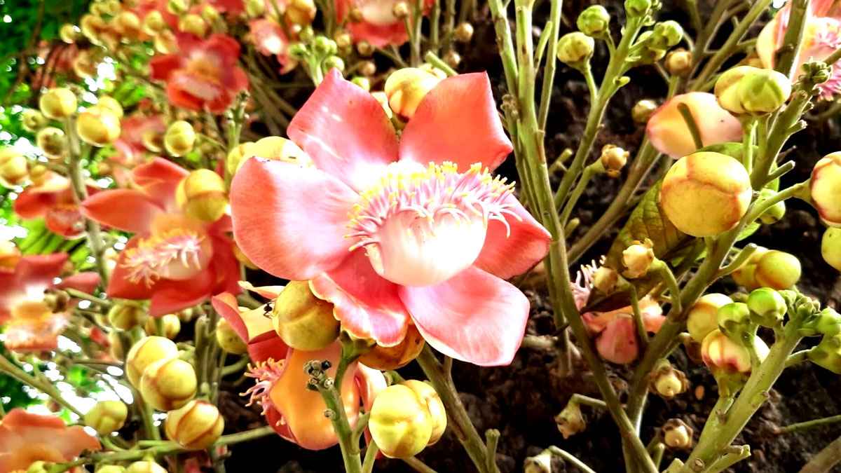 নাগলিঙ্গমে নীরব বিস্ময়, প্রকৃতির অপূর্ব শিল্পভাষ্য