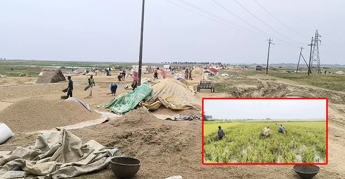 হাওরে ধান তলিয়ে নিঃস্ব কৃষক, সহায়তার তালিকায় স্বজনপ্রীতির অভিযোগ