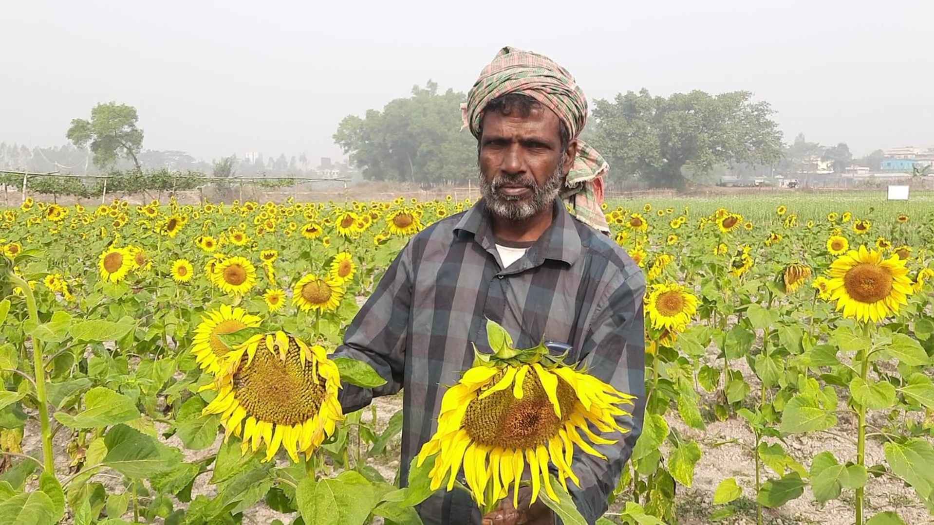বাহুবলে সূর্যমুখী ফুল চাষে কৃষকরা লাভবান