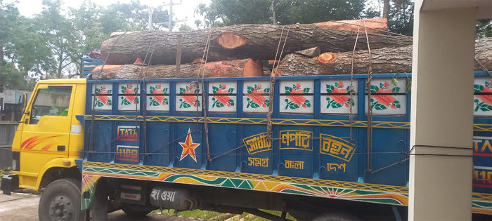 মাধবপুরে ২৫০ মেহগনি বল্লীসহ ট্রাক জব্দ, আটক ১