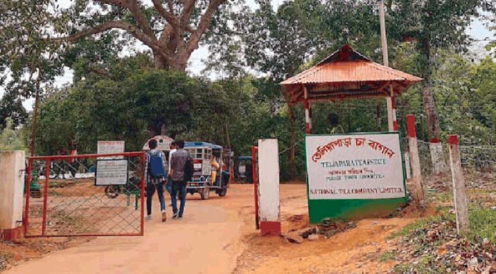 চা বাগানে মাদকের &lsquo;হাট&rsquo;!