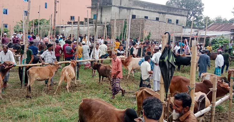 মৌলভীবাজারে ক্রেতাদের আকর্ষণ ছোট-মাঝারি গরু