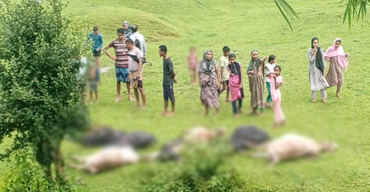 মৌলভীবাজারে বজ্রপাতে একসঙ্গে ১৩ গরুর মৃত্যু