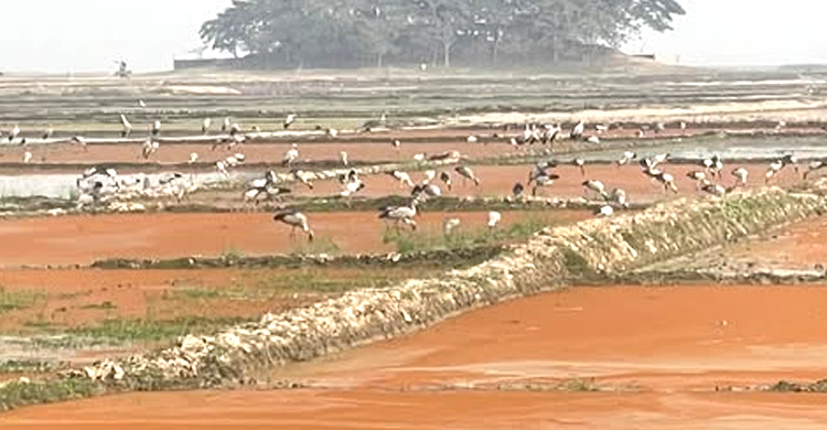 অতিথি পাখির কলতানে মুখরিত হাকালুকির হাওর