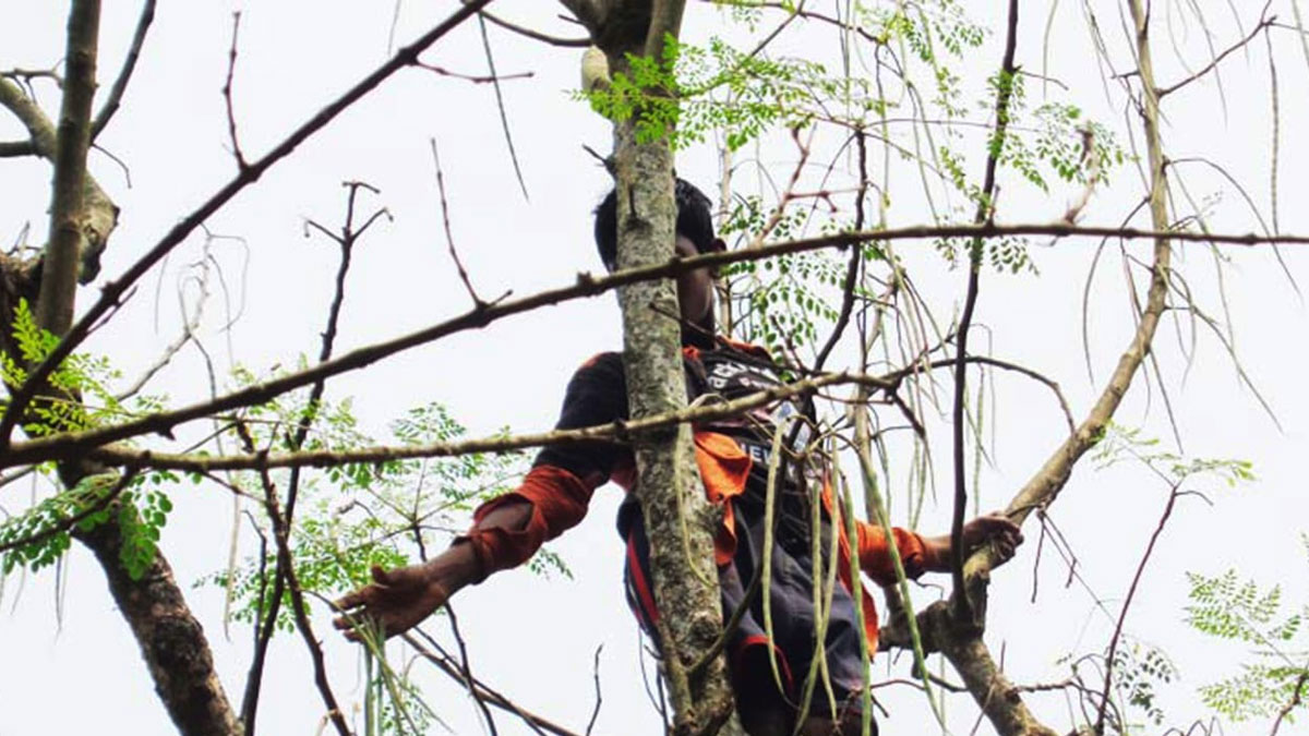 সজনের ভালো ফলনে লাভবান চাষিরা