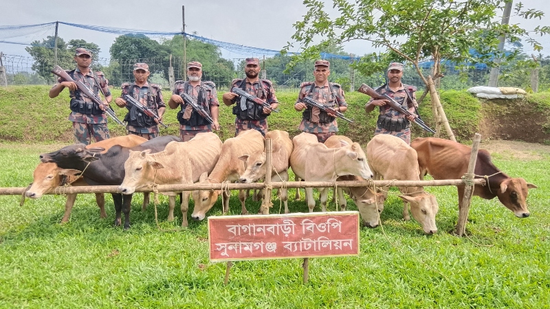 দোয়ারাবাজার সীমান্তে ৯টি ভারতীয় গরু জব্দ