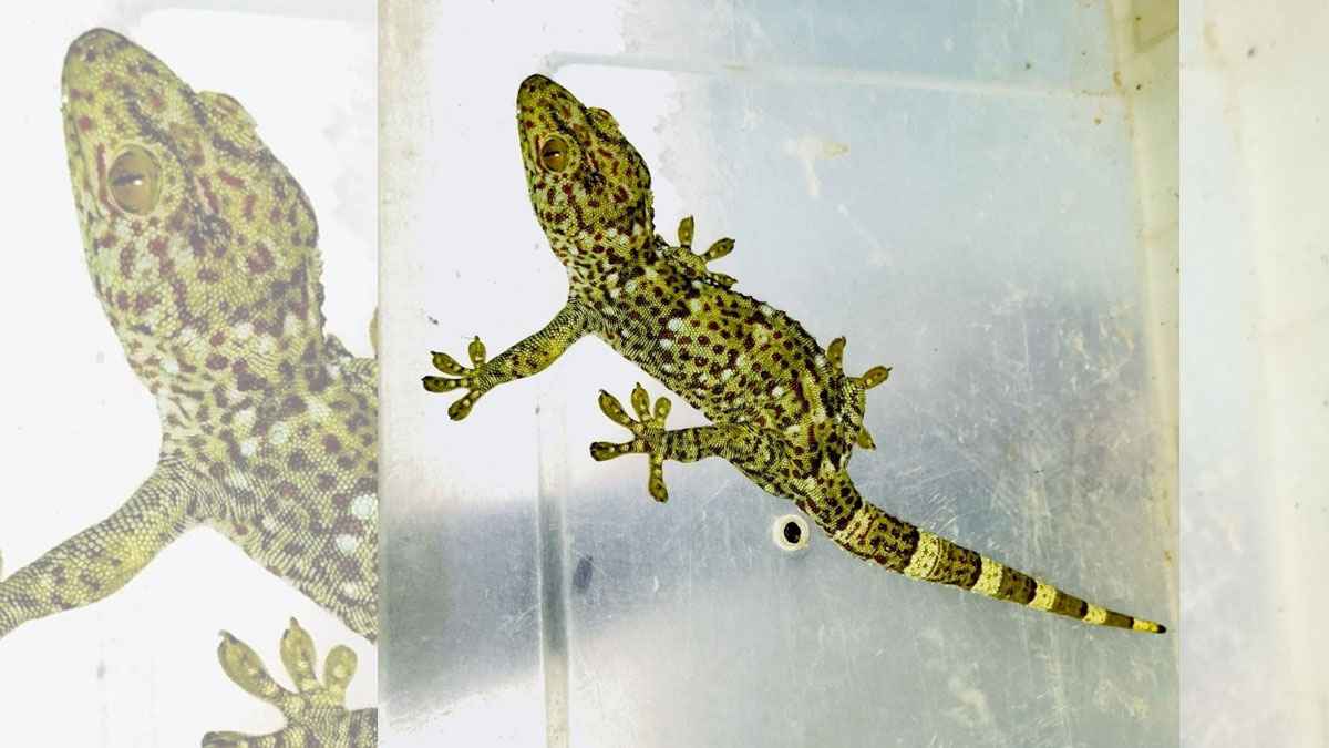 শ্রীমঙ্গলে বিপন্ন তক্ষক নিয়ে গুজব, পরে উদ্ধার