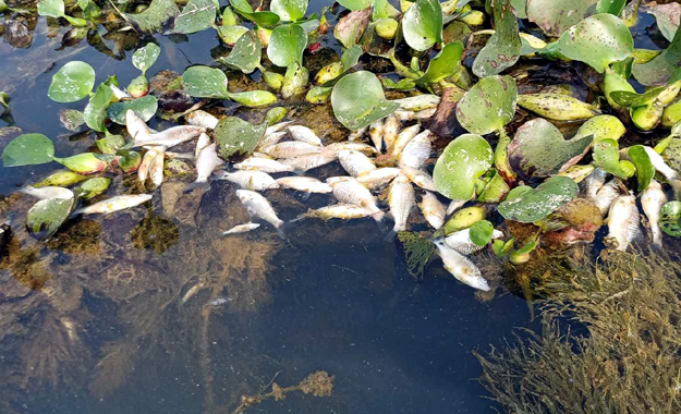শ্রীমঙ্গলে বিষ দিয়ে ১২ লাখ টাকার মাছ নিধন
