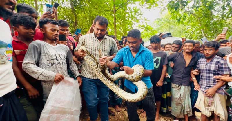 শ্রীমঙ্গলে বসতবাড়ি থেকে বিশাল অজগর উদ্ধার