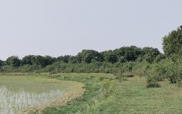 হাকালুকিতে ফিরছে হারানো বনাঞ্চল