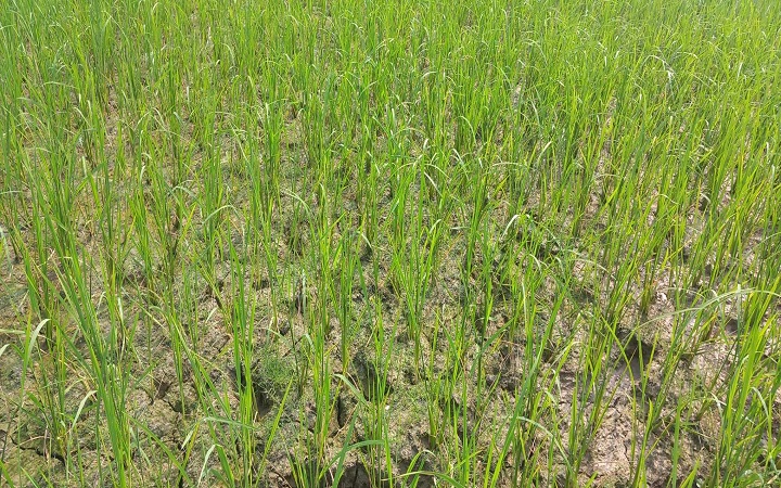 ওসমানীনগরে খরার শঙ্কায় অনিশ্চয়তায় বোরো আবাদ