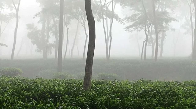 শ্রীমঙ্গলে দেশের সর্বনিম্ন তাপমাত্রা ৯.৬ ডিগ্রি সেলসিয়াস