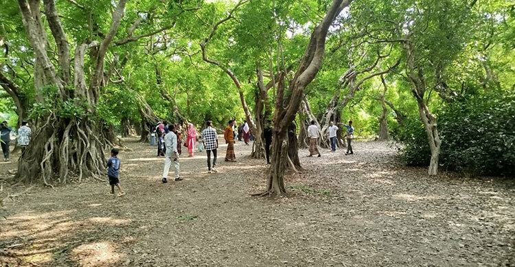 রাতারগুলে সবুজের বুকে প্রকৃতিপ্রেমীদের অন্যরকম আনন্দ