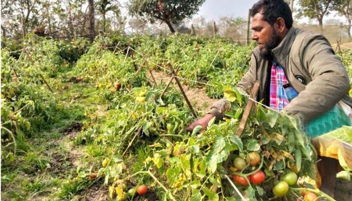 হাওরে সবজির বাম্পার ফলন, সংরক্ষণের অভাবে ন্যায্যমূল্য পাচ্ছেন না কৃষকরা