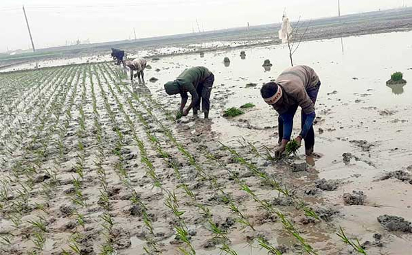 হাওরে বোরোর চারা রোপণের ধুম 
