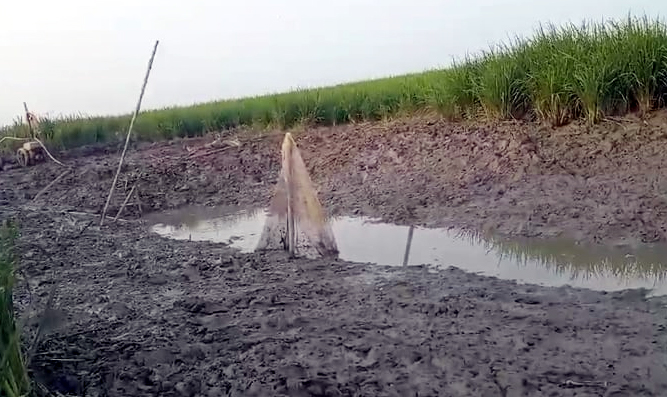 টাংগুয়ার হাওরে পানি শুকিয়ে চলছে মাছ শিকার