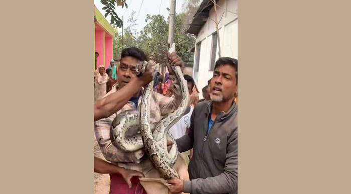 শ্রীমঙ্গলে ঘরের সিলিং থেকে বিশাল অজগর উদ্ধার