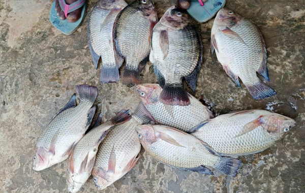 দোয়ারাবাজারে পুকুরে অক্সিজেন স্বল্পতা, কপাল পুড়ছে মাছচাষিদের