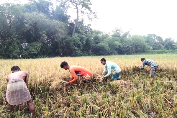 হাওরে চলছে বোরো ধান কাটার উৎসব