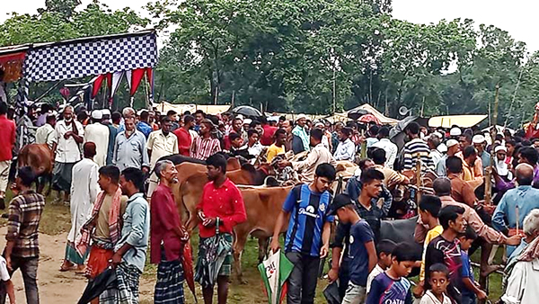 পশুর হাটে নিজের পালিত ষাঁড়ের গুঁতোয় প্রাণ গেল কৃষকের